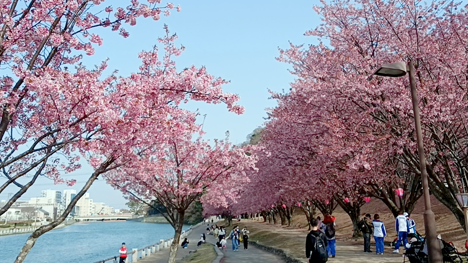 桜並木