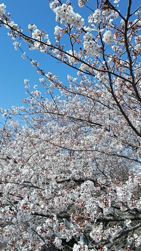 妙見山公園