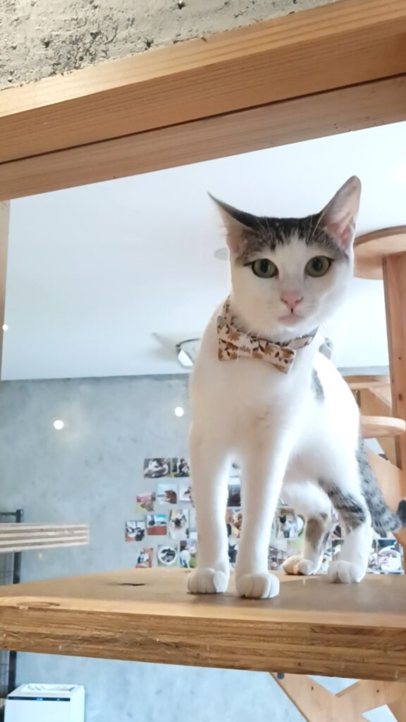 保護猫カフェKATBOS