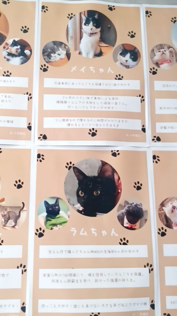 保護猫カフェKATBOS