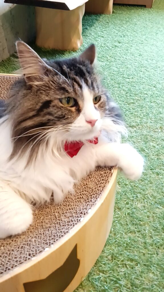 保護猫カフェKATBOS