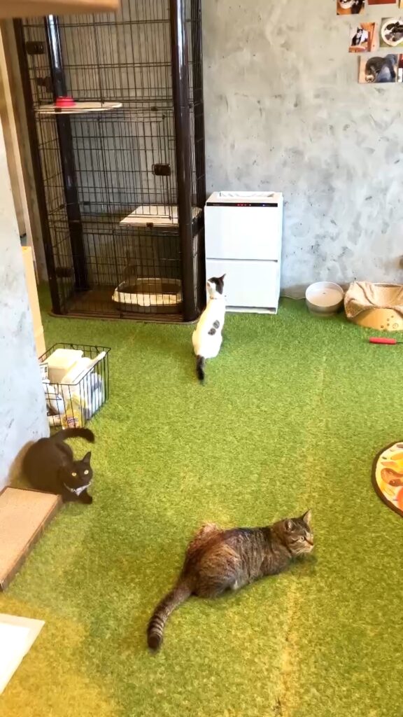 保護猫カフェKATBOS