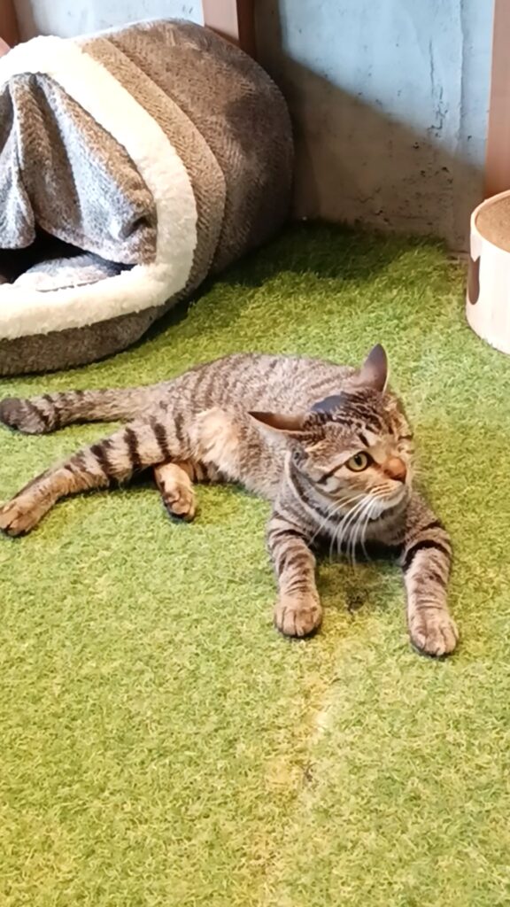 保護猫カフェKATBOS