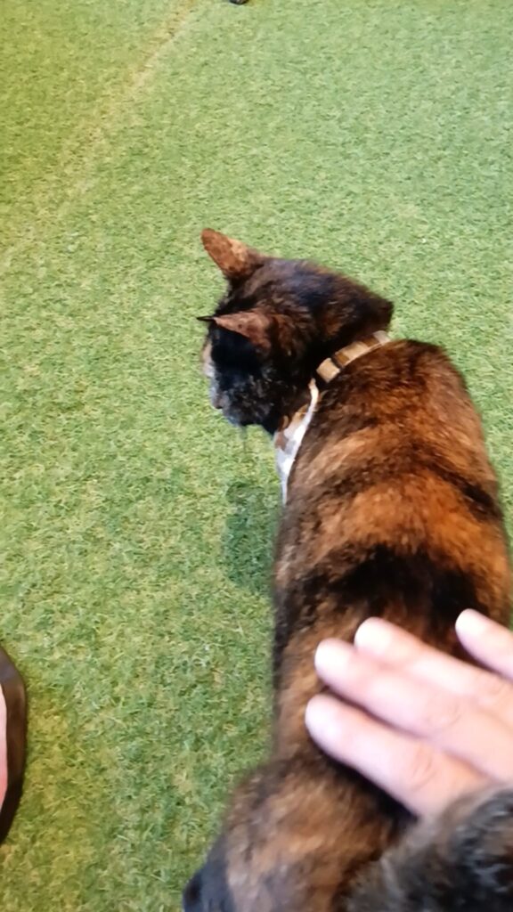 保護猫カフェKATBOS