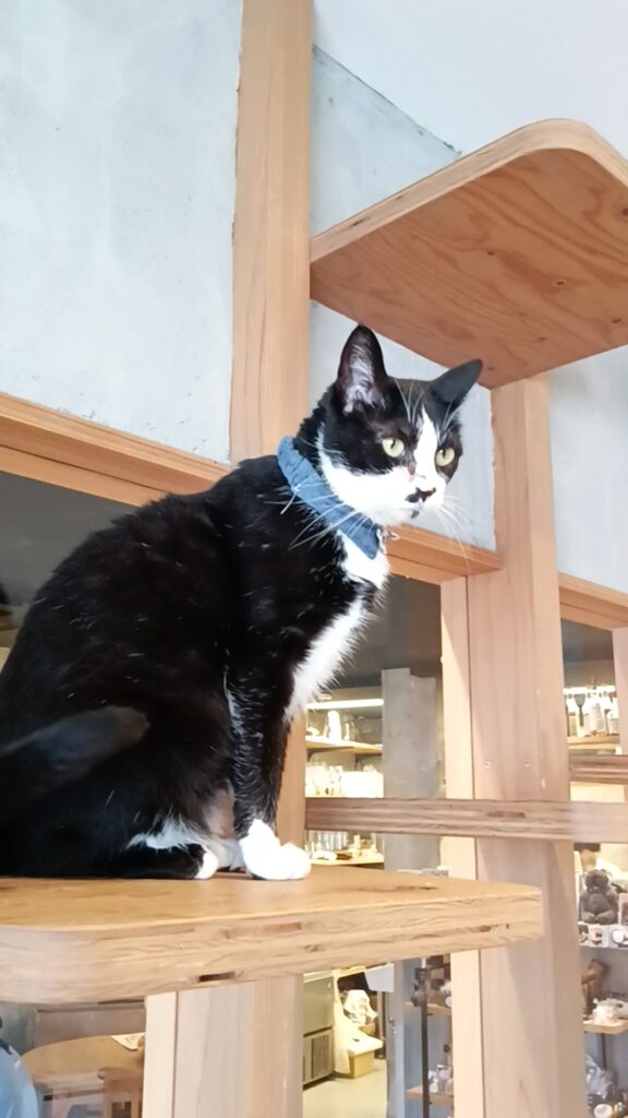 保護猫カフェKATBOS