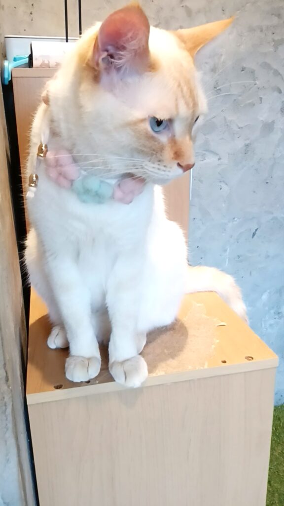 保護猫カフェKATBOS