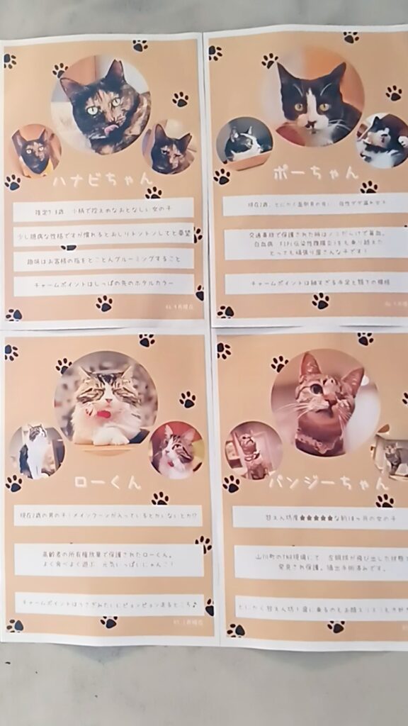 保護猫カフェKATBOS