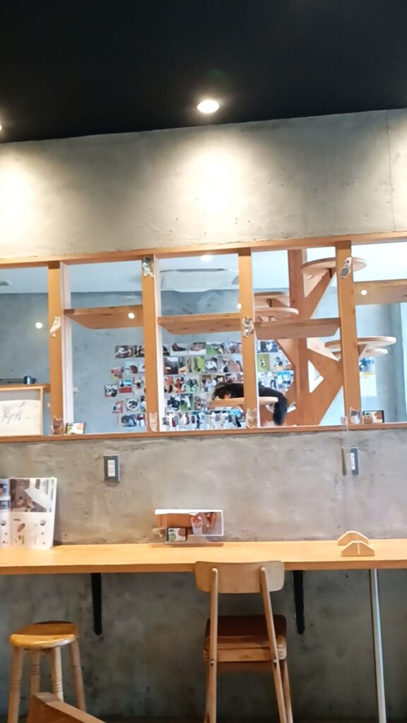 保護猫カフェKATBOS